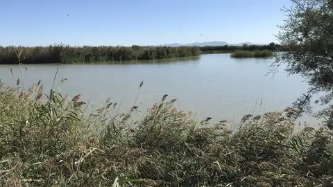 Archivo - Imagen de archivo de la Albufera de València. - Archivo - Imagen de archivo de la Albufera de València. -