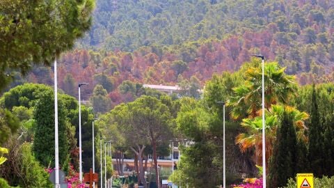 El PSOE alerta del avance del denominado "picudo" del pino en Benidorm El PSOE alerta del avance del denominado "picudo" del pino en Benidorm