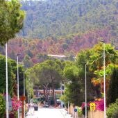 El PSOE alerta del avance del denominado "picudo" del pino en Benidorm