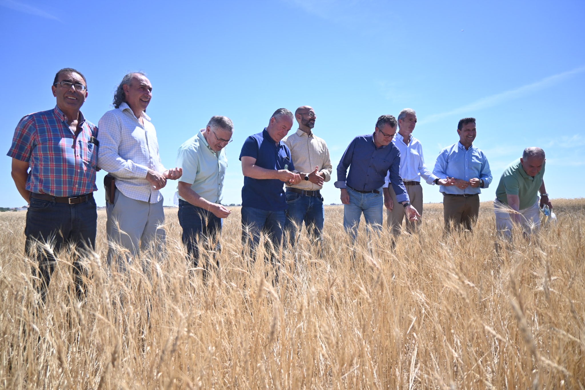 Agricultura, Ganadería y Desarrollo Rural prevé buenos resultados en la cosecha de cereal de invierno de Castilla y León Agricultura, Ganadería y Desarrollo Rural prevé buenos resultados en la cosecha de cereal de invierno de Castilla y León