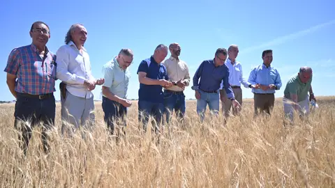 Agricultura, Ganadería y Desarrollo Rural prevé buenos resultados en la cosecha de cereal de invierno de Castilla y León .
