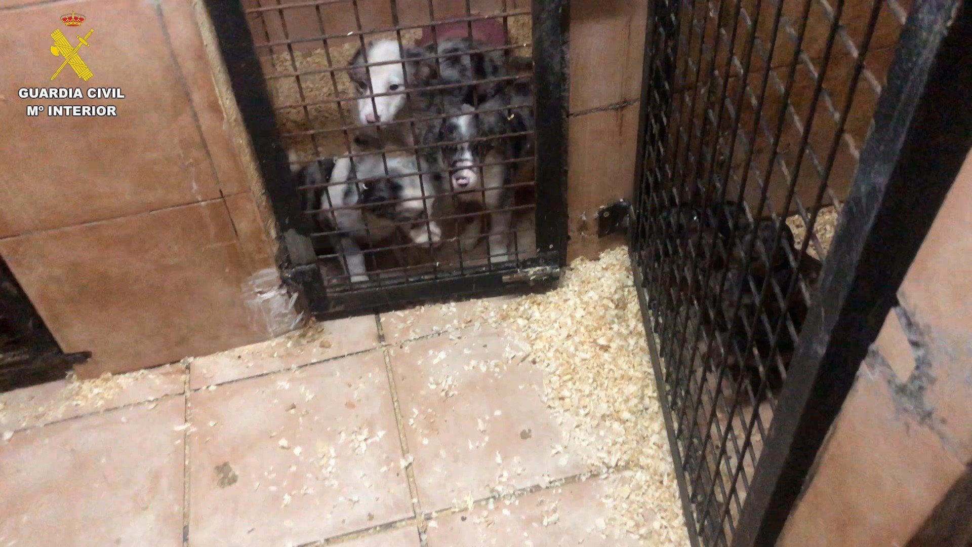 Desmantelada una trama que vendía perros con cartillas falsas del Colegio de Veterinarios de Cáceres y Badajoz Desmantelada una trama que vendía perros con cartillas falsas del Colegio de Veterinarios de Cáceres y Badajoz