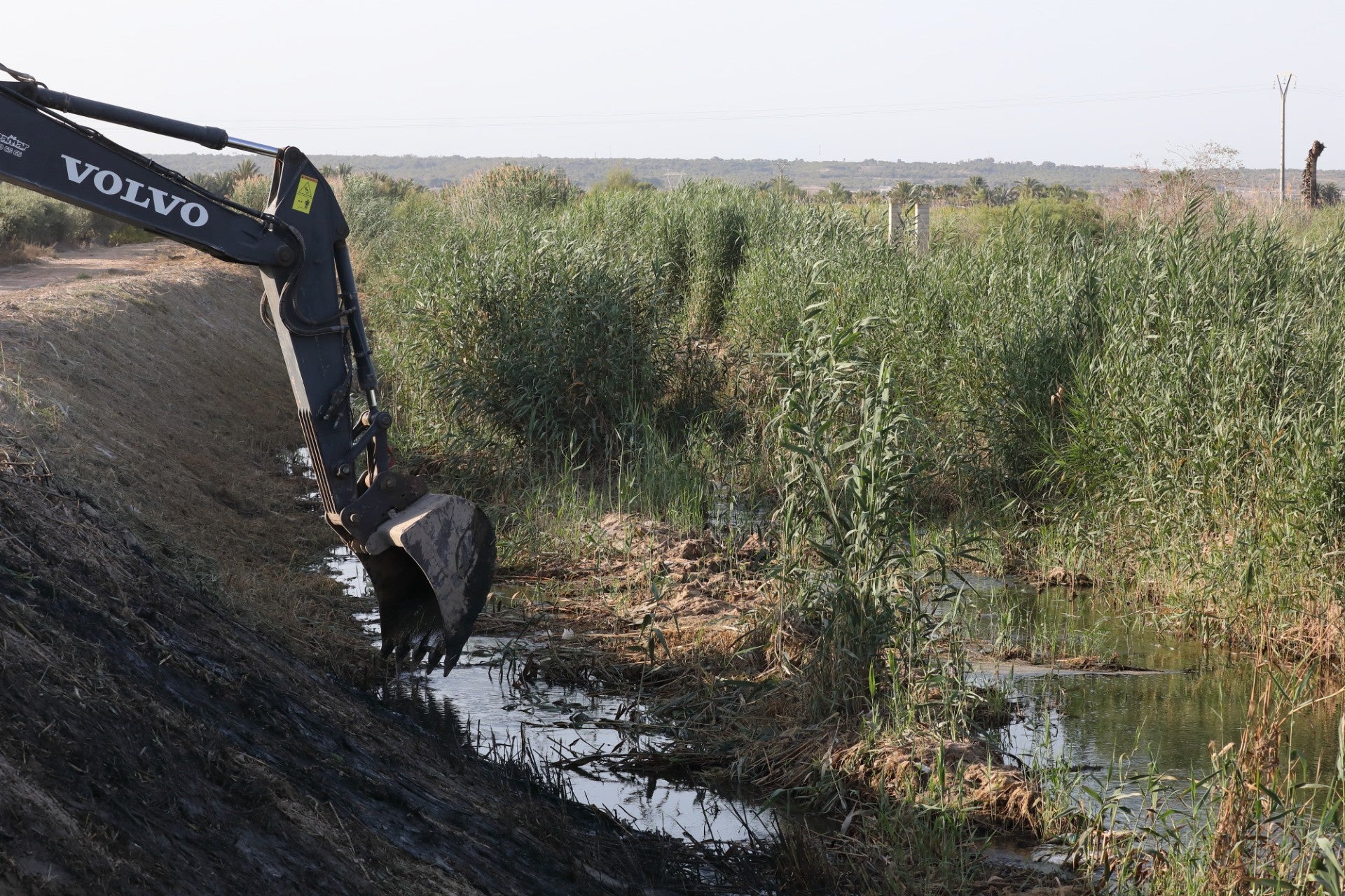 AHSA critica la destrucción de vegetación autóctona en la creación del sendero del Vinalopó en Elche AHSA critica la destrucción de vegetación autóctona en la creación del sendero del Vinalopó en Elche