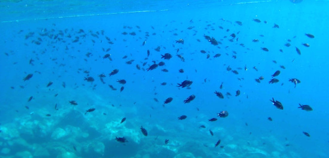 Hoy hablamos sobre el 1º Foro de restauración marina y litoral de Málaga Hoy hablamos sobre el 1º Foro de restauración marina y litoral de Málaga