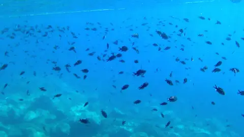 Banco de peces en Rincón de la Victoria Banco de peces en Rincón de la Victoria