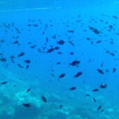 Banco de peces en Rincón de la Victoria