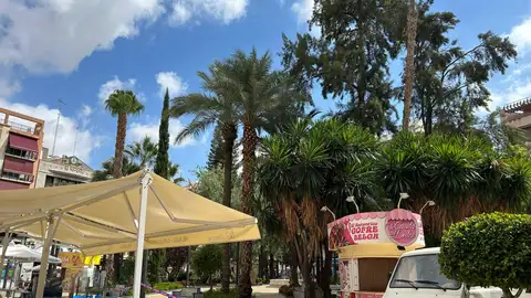 La caída de la palmera de la plaza Glorieta acelera el análisis de todos los ejemplares que hay en espacios públicos de Elche. La caída de la palmera de la plaza Glorieta acelera el análisis de todos los ejemplares que hay en espacios públicos de Elche.