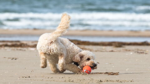 En verano es habitual disfrutar del tiempo libre en las playas habilitadas para perros y es necesario que est&eacute;n bien adiestrados