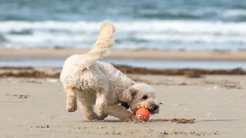 Ángel Osuna nos recuerda que es imprescindible un buen adiestramiento para disfrutar de las playas habilitadas para perros En verano es habitual disfrutar del tiempo libre en las playas habilitadas para perros y es necesario que estén bien adiestrados