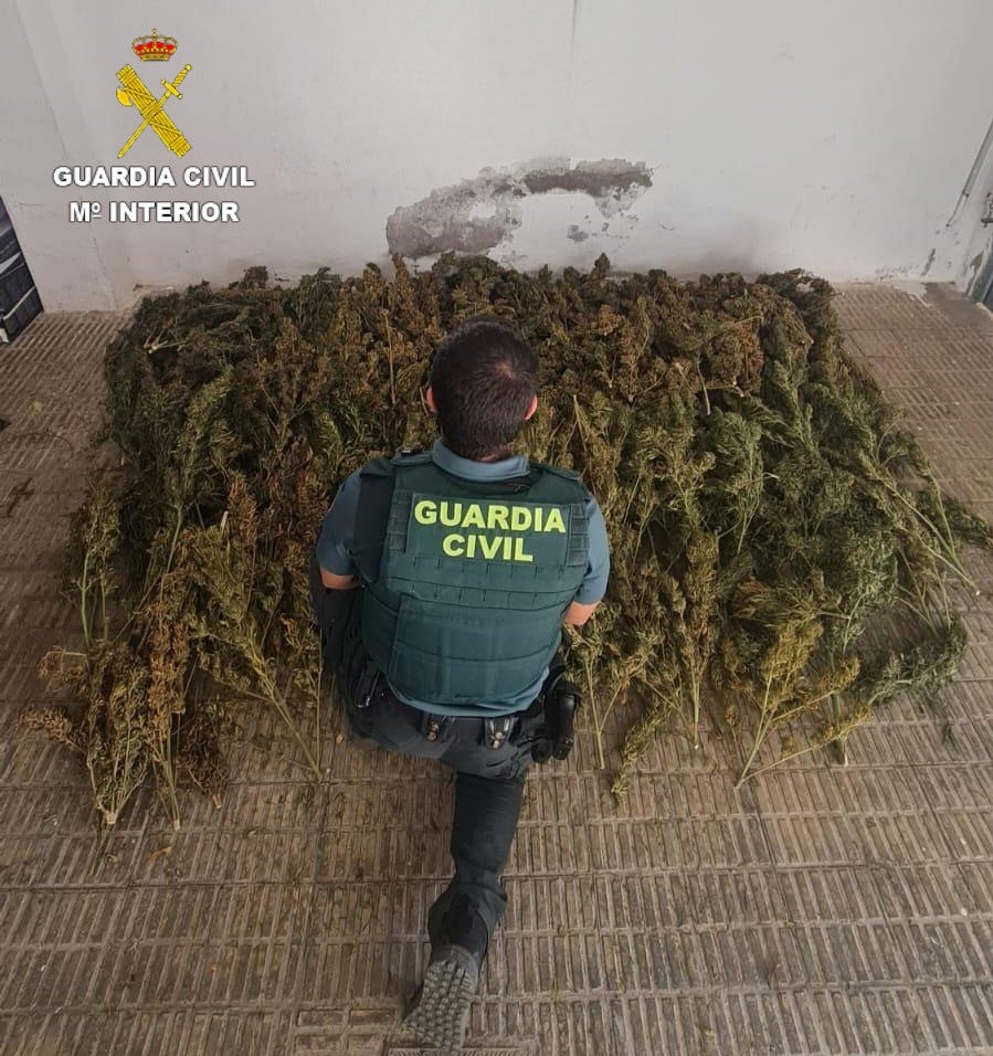 La Guardia Civil desmantela un punto de Cultivo de marihuana en Alcalá de Xivert La Guardia Civil desmantela un punto de Cultivo de marihuana en Alcalá de Xivert