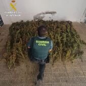 La Guardia Civil desmantela un punto de Cultivo de marihuana en Alcalá de Xivert