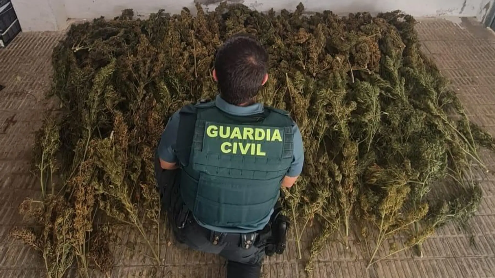 La Guardia Civil desmantela un punto de Cultivo de marihuana en Alcalá de Xivert La Guardia Civil desmantela un punto de Cultivo de marihuana en Alcalá de Xivert
