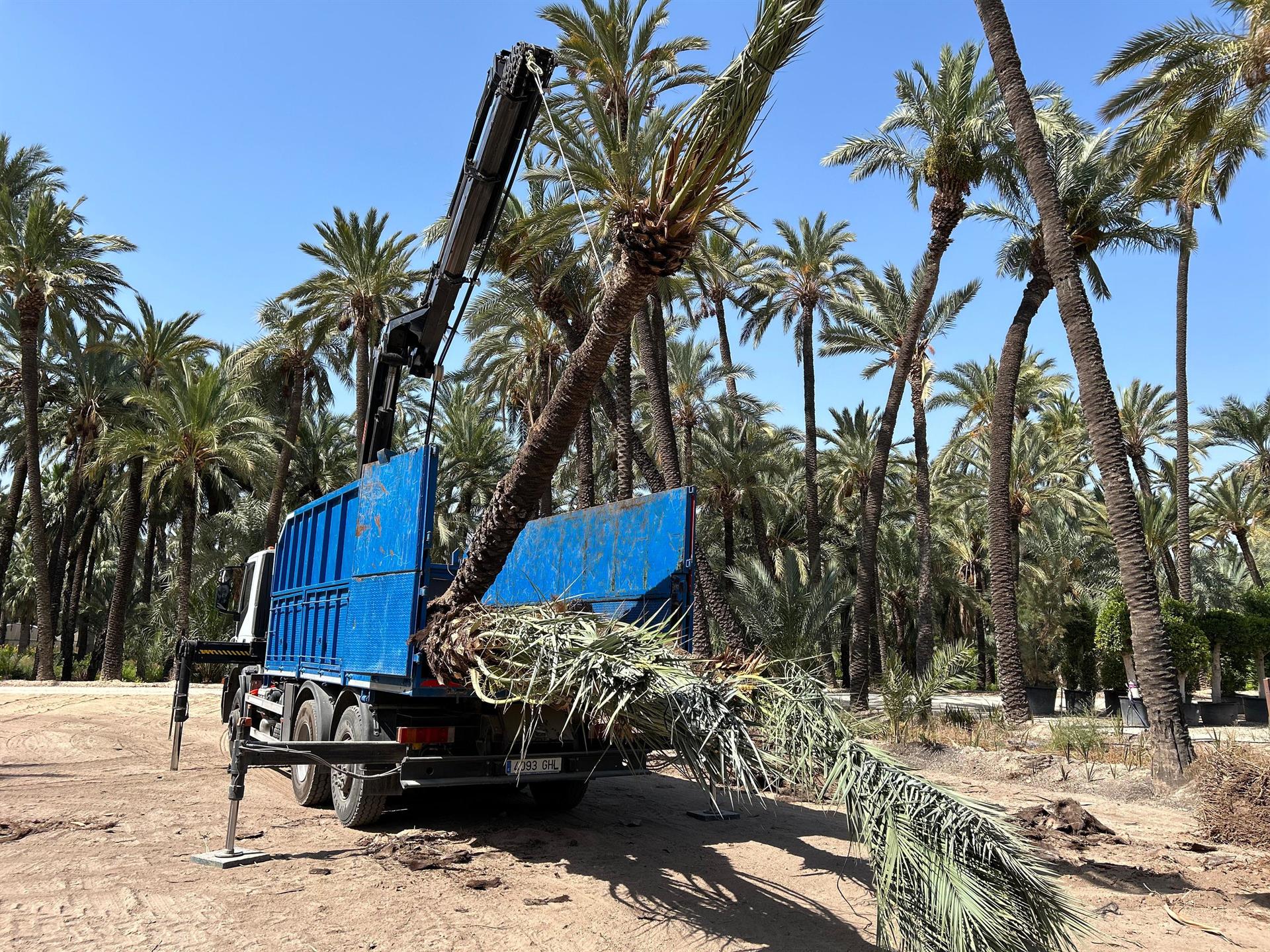El Huerto de la Molinera de Elche, nuevo espacio para muchas de las palmeras que había en Pedro Juan Perpiñán El Huerto de la Molinera de Elche, nuevo espacio para muchas de las palmeras que había en Pedro Juan Perpiñán