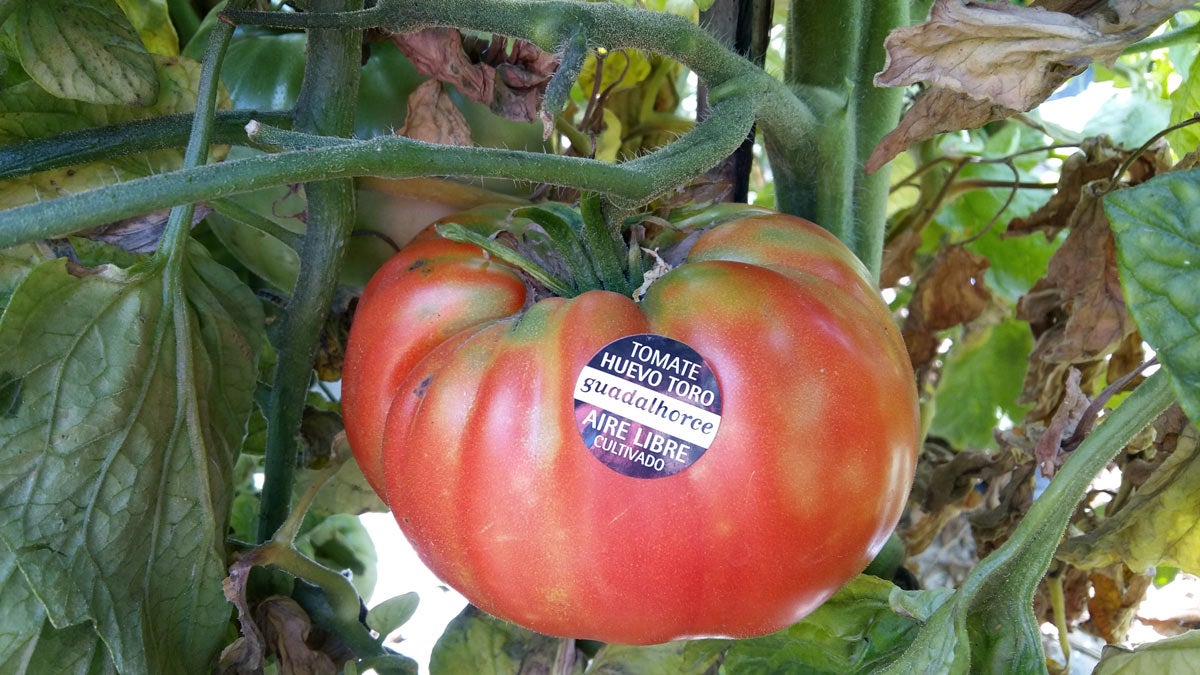 Ruta gastronómica Tomate Huevo de Toro Ruta gastronómica Tomate Huevo de Toro