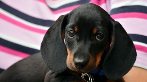 Un reconocido veterinario explica las cinco razas de perro que tendr&iacute;a en casa