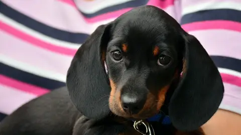 Un reconocido veterinario explica las cinco razas de perro que tendría en casa Un reconocido veterinario explica las cinco razas de perro que tendría en casa