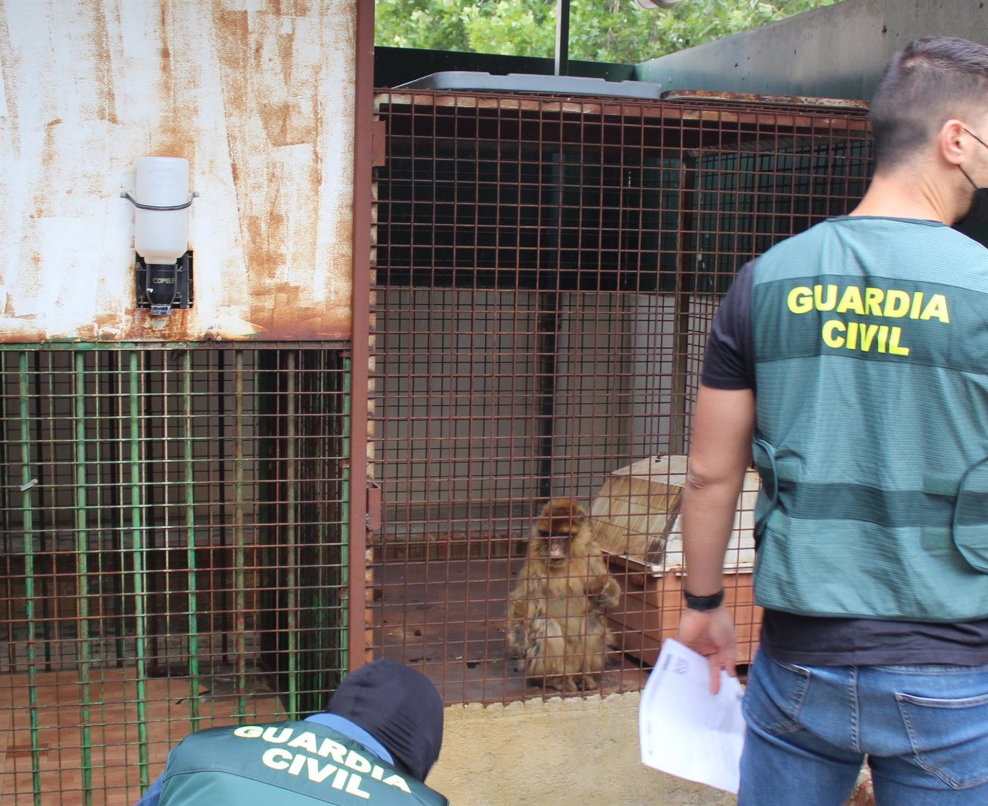 La Guardia Civil halla dos monos de Gibraltar encerrados en el patio de una vivienda de Granada La Guardia Civil halla dos monos de Gibraltar encerrados en el patio de una vivienda de Granada