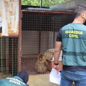 La Guardia Civil halla dos monos de Gibraltar encerrados en Granada
