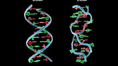 Ilustraci&oacute;n de las cadenas de ADN y Z-ADN