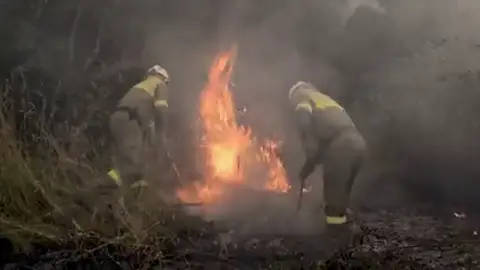 WWF propone medidas urgentes de restauración ecológica para prevenir incendios forestales WWF propone medidas urgentes de restauración ecológica para prevenir incendios forestales