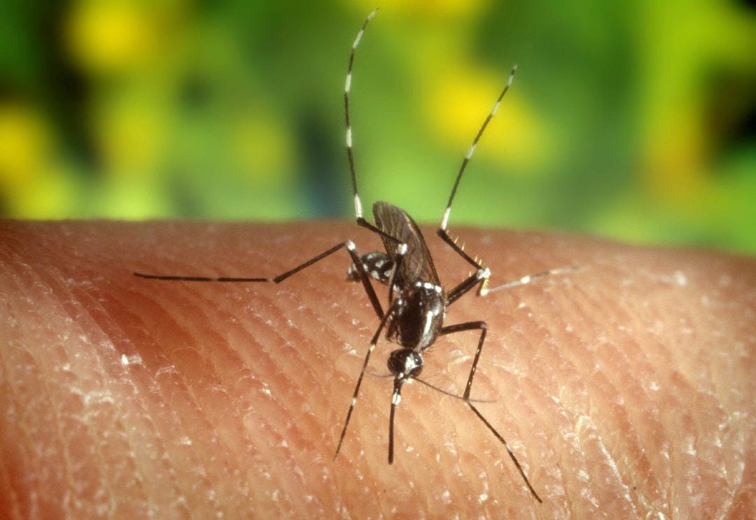 Confirman dos nuevos casos de virus de Nilo en Los Palacios y Coria del Río (Sevilla) Confirman dos nuevos casos de virus de Nilo en Los Palacios y Coria del Río (Sevilla)