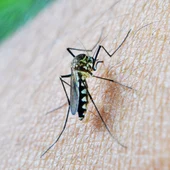 Imagen de archivo de mosquito Imagen de archivo de mosquito