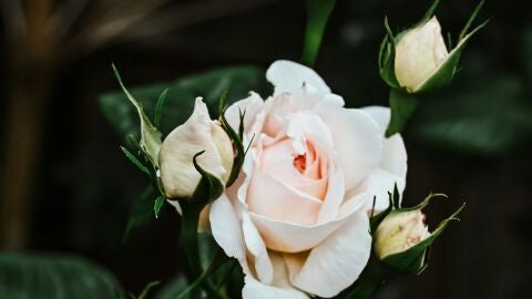 Qué significa regalar rosas blancas