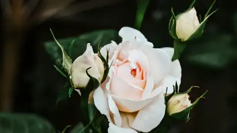 Qué significa regalar rosas blancas rosal blanco