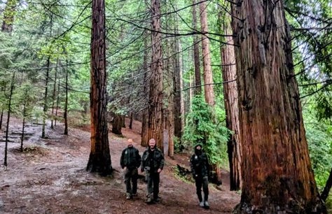 Cantabria intensificará la vigilancia en el Monumento Natural de las Secuoyas Cantabria intensificará la vigilancia en el Monumento Natural de las Secuoyas