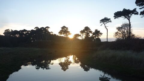 Imagen de una selva