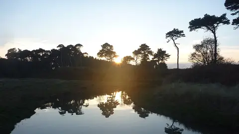 Imagen de una selva Imagen de una selva