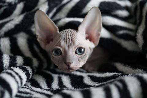 La raza de gato sin pelo que no es legal en todos los países La raza de gato sin pelo que no es legal en todos los países
