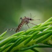 Imagen de archivo de un mosquito