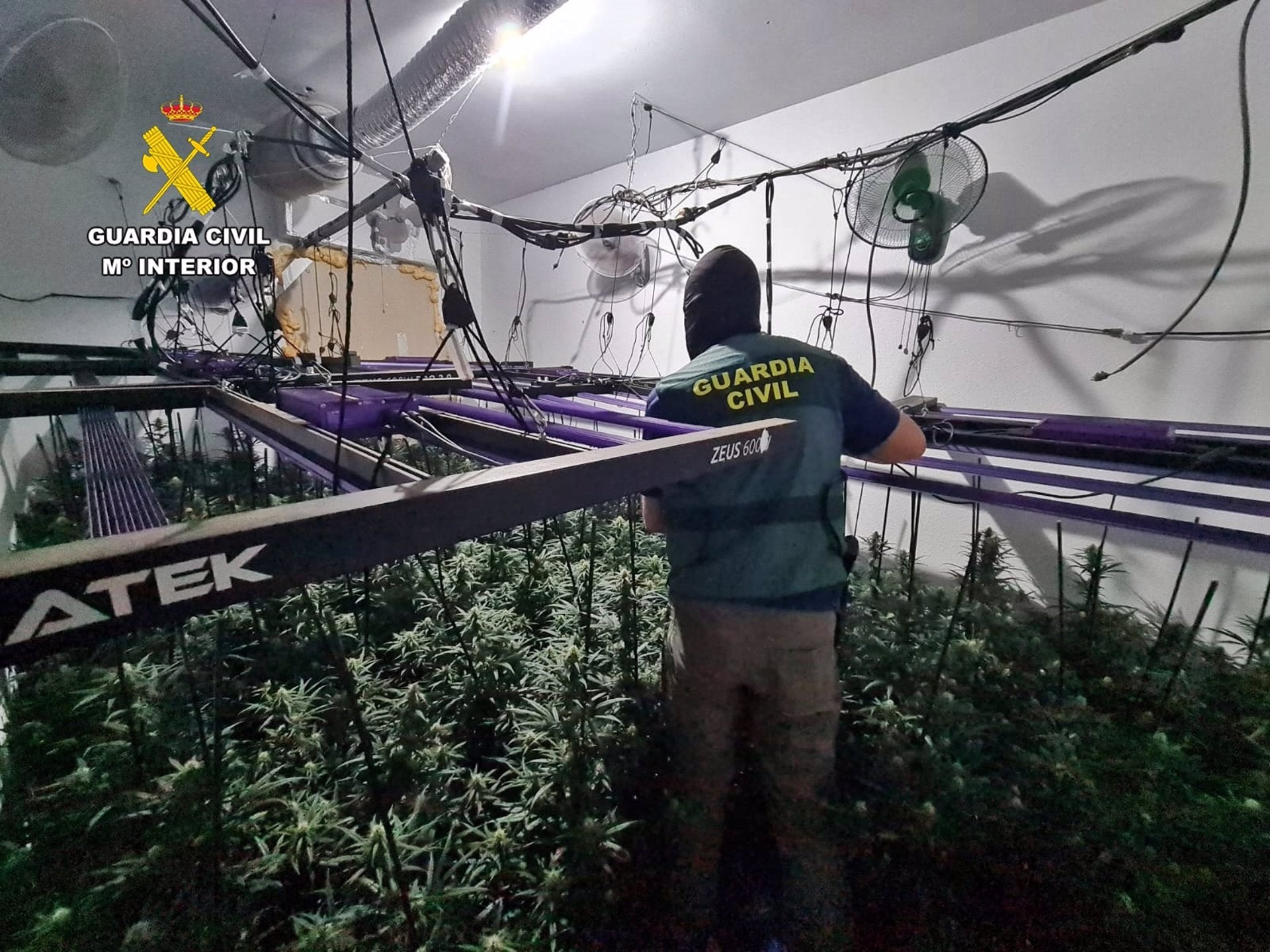 Desmanteladas dos plantaciones de marihuana en viviendas de Trujillanos y detenidos sus dos responsables Desmanteladas dos plantaciones de marihuana en viviendas de Trujillanos y detenidos sus dos responsables