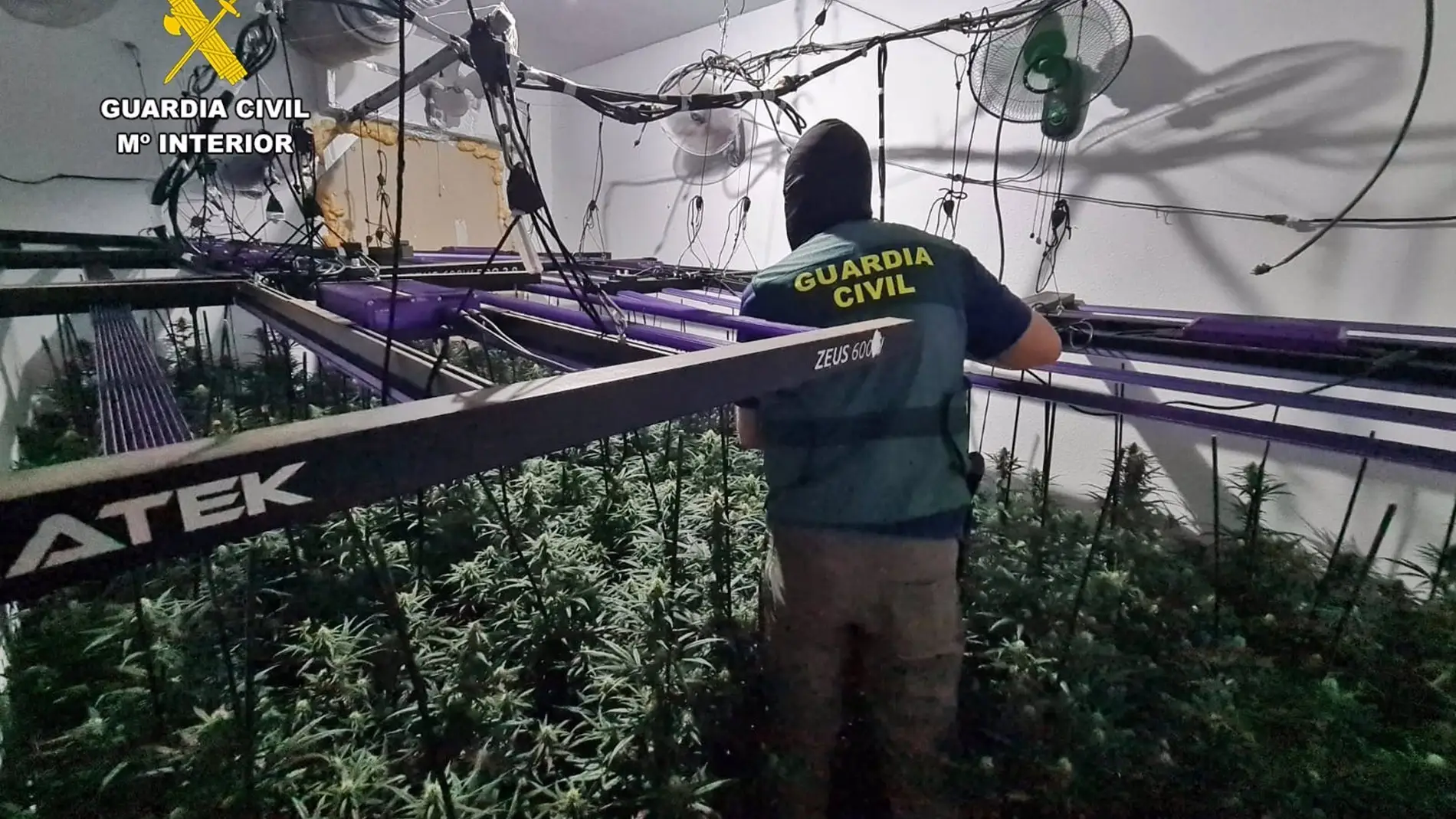 Desmanteladas dos plantaciones de marihuana en viviendas de Trujillanos y detenidos sus dos responsables