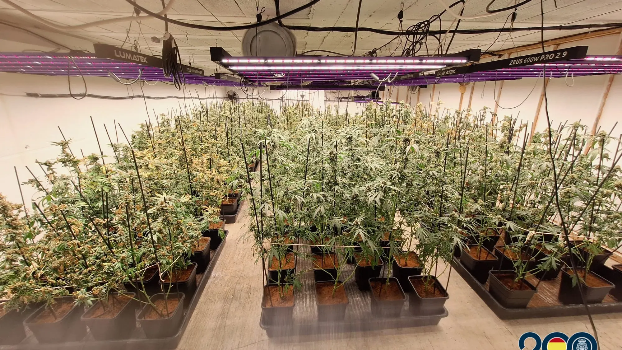 Plantaciones de Marihuana en vivienda de lujo del sur de Tenerife | 1 Plantaciones de Marihuana en vivienda de lujo del sur de Tenerife | 1