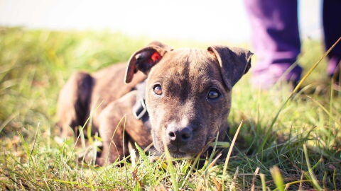 Es importante, al volver del paseo si es en pena naturaleza y especialmente en verano, revisar a nuestro perro para descartar la presencia de garrapatas