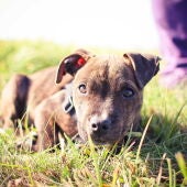 Es importante, al volver del paseo si es en pena naturaleza y especialmente en verano, revisar a nuestro perro para descartar la presencia de garrapatas