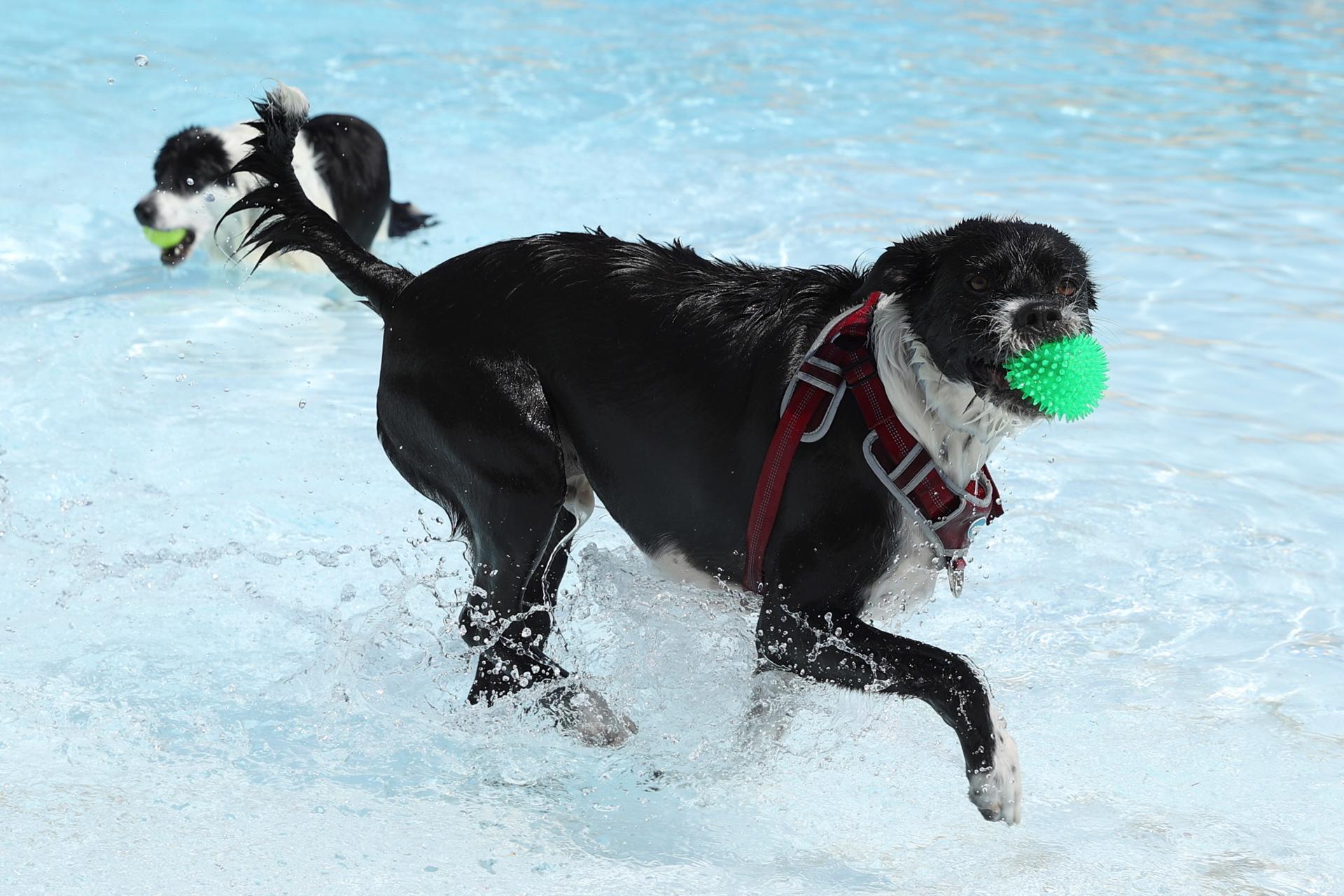 ¿Los perros sufren golpes de calor? Nuevos hábitos, hidratación y otros consejos en verano ¿Los perros sufren golpes de calor? Nuevos hábitos, hidratación y otros consejos en verano