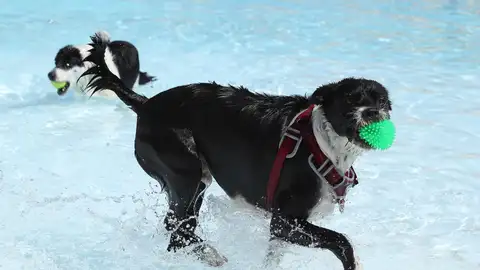 Fotografía de archivo de varios perros en una piscina. Fotografía de archivo de varios perros en una piscina.