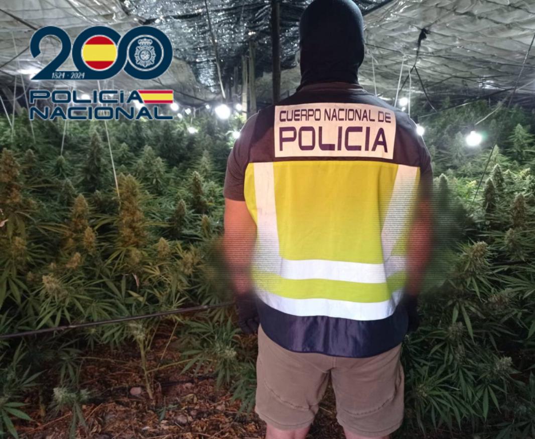 La Policía interviene 6.500 plantas de marihuana a una red de narcotráfico en El Ejido La Policía interviene 6.500 plantas de marihuana a una red de narcotráfico en El Ejido