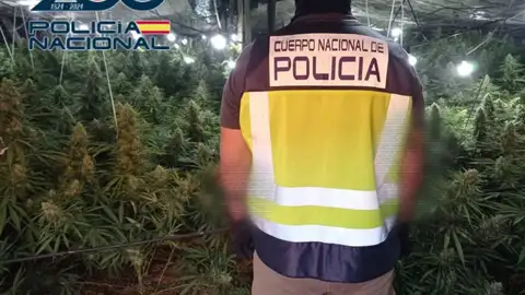 La Policía interviene 6.500 plantas de marihuana a una red de narcotráfico en El Ejido ONDA CERO ALMERIA
