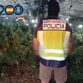 La Policía interviene 6.500 plantas de marihuana a una red de narcotráfico en El Ejido 