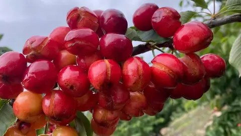 UPA-UCE reclama cambiar "radicalmente" las condiciones del seguro de la cereza tras la última campaña en negativo UPA-UCE reclama cambiar "radicalmente" las condiciones del seguro de la cereza tras la última campaña en negativo