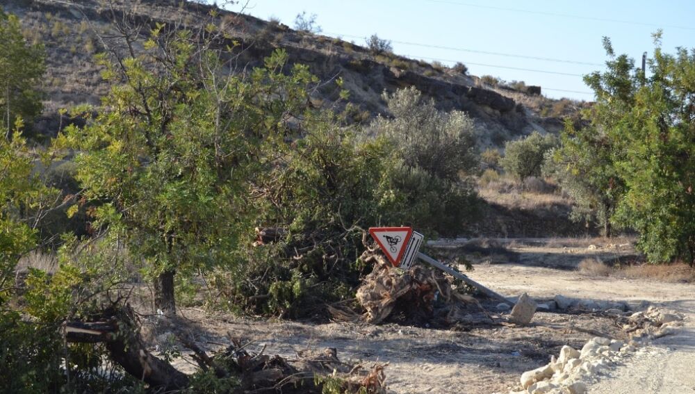 Árboles arrancados y zona afectada por las obras de la CV 770 de La Vila a Orxeta