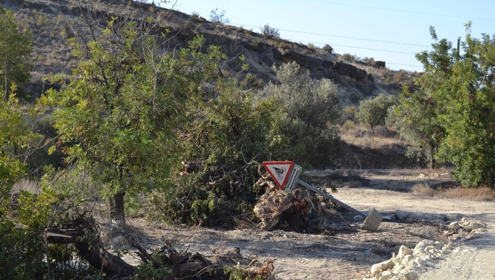 Árboles arrancados y zona afectada por las obras de la CV 770 de La Vila a Orxeta Árboles arrancados y zona afectada por las obras de la CV 770 de La Vila a Orxeta