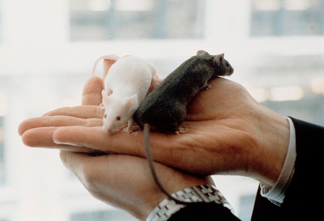 Un anticuerpo basta para alargar un 25% la vida de ratones: ¿Se podrá aplicar este estudio a humanos? Un anticuerpo basta para alargar un 25% la vida de ratones: ¿Se podrá aplicar este estudio a humanos?