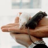 Imagen de unos ratones usados para investigaciones científicas