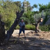 Xoriguer denuncia la desaparición de árboles y tierra vegetal en la carretera de Orxeta por la inacción del gobierno vilero