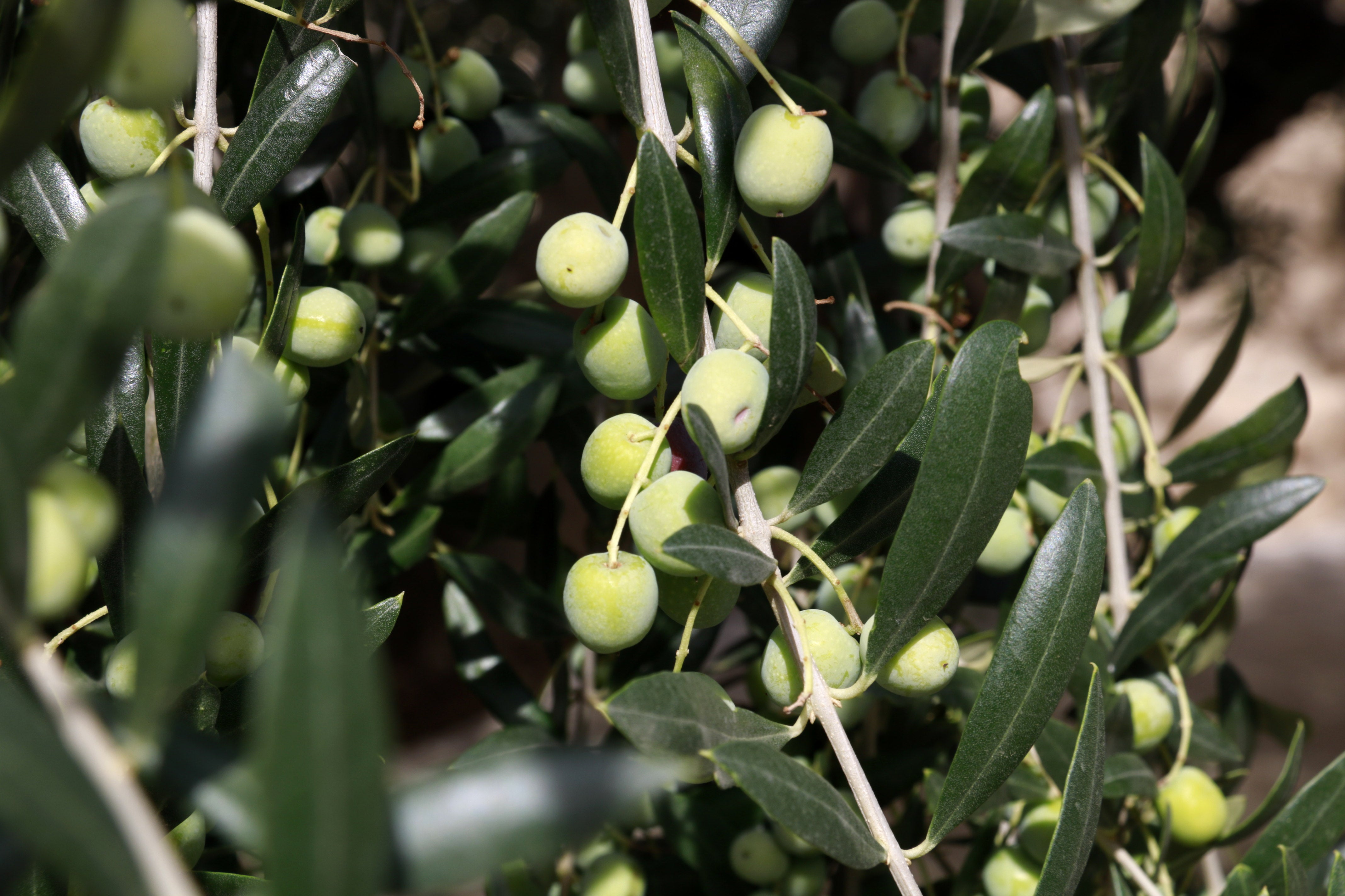 A la recerca del millor oli d'oliva A la recerca del millor oli d'oliva